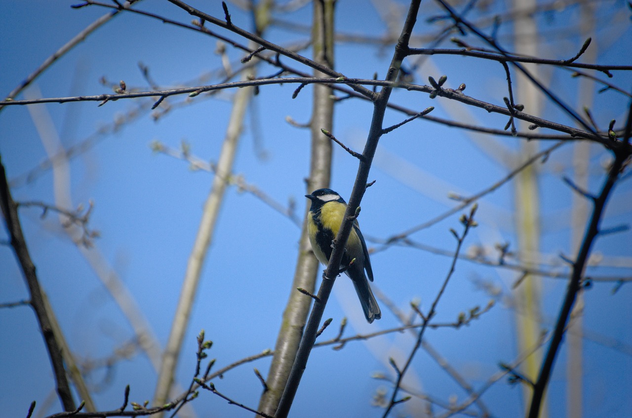 tit bird songbird free photo