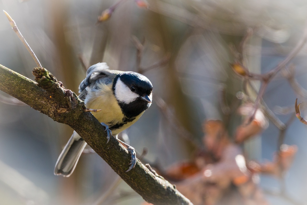 tit songbird bird free photo