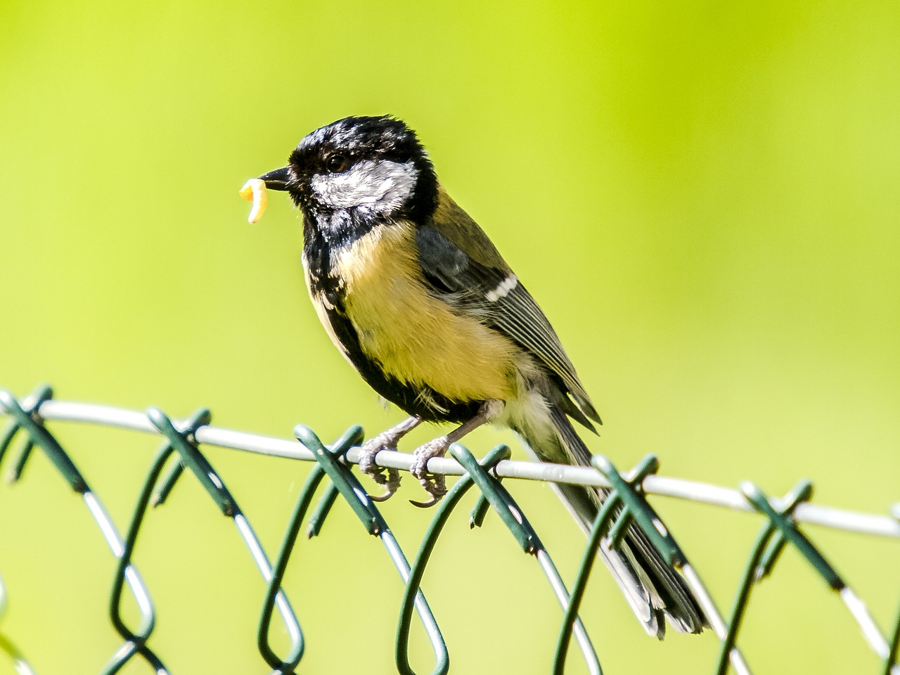 tit bird songbird free photo