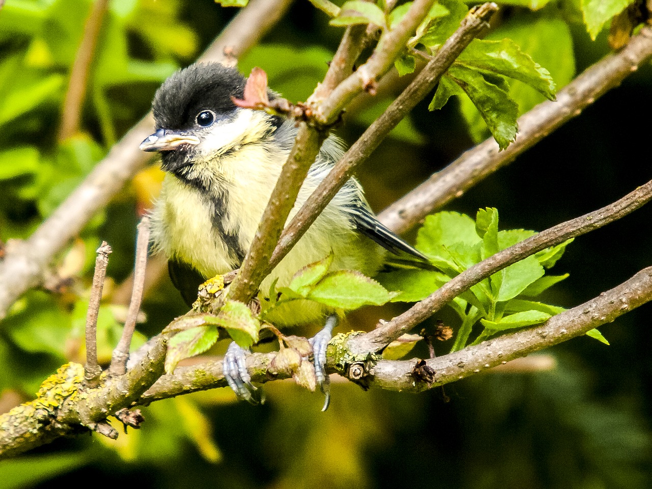 tit bird songbird free photo