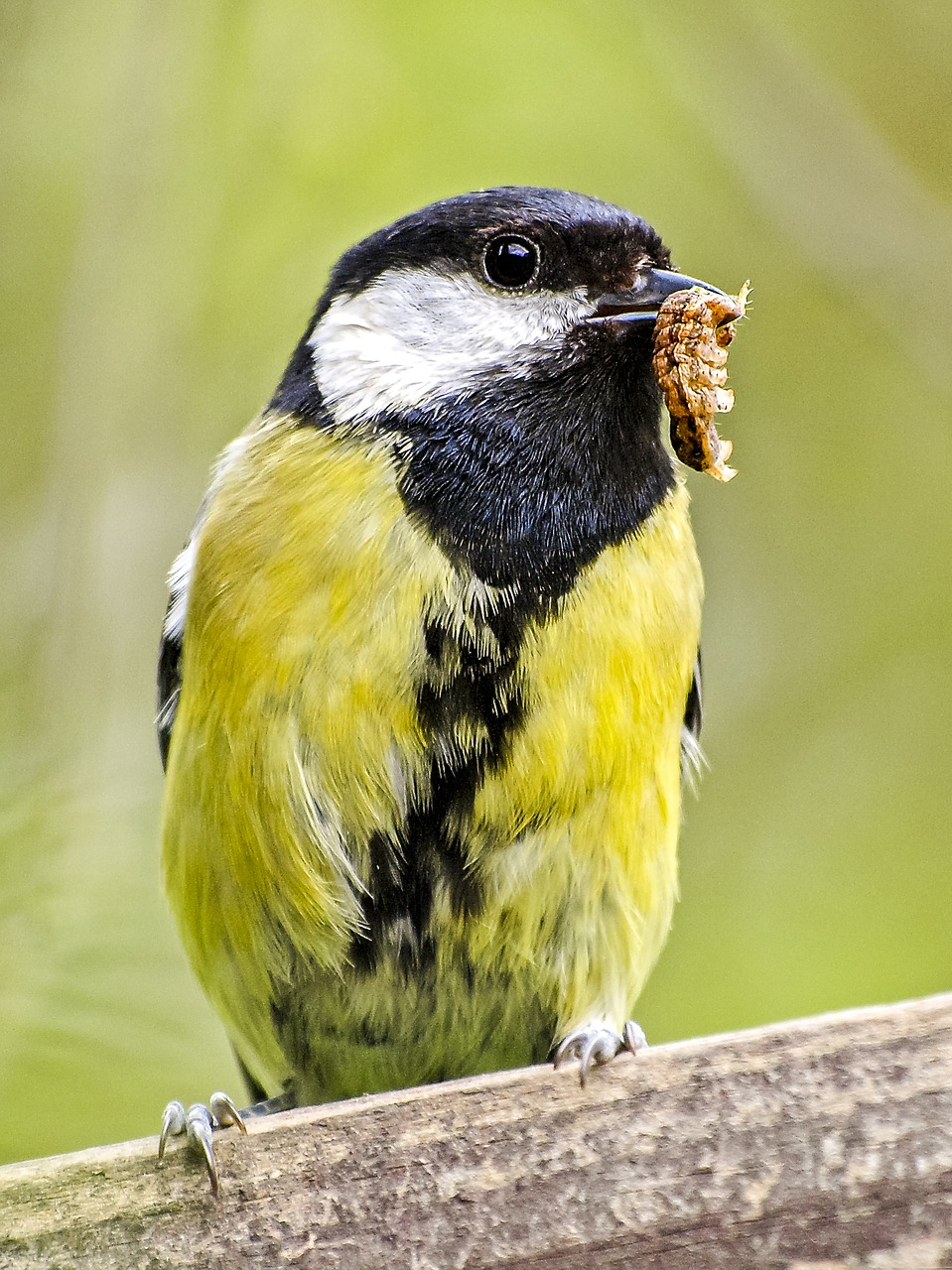 tit songbird garden bird free photo