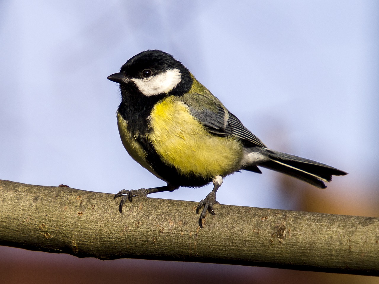 tit bird songbird free photo