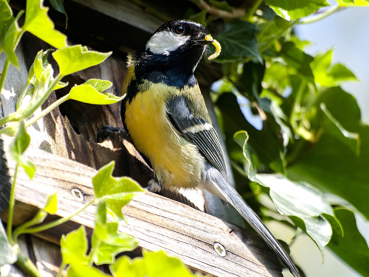 tit bird songbird free photo