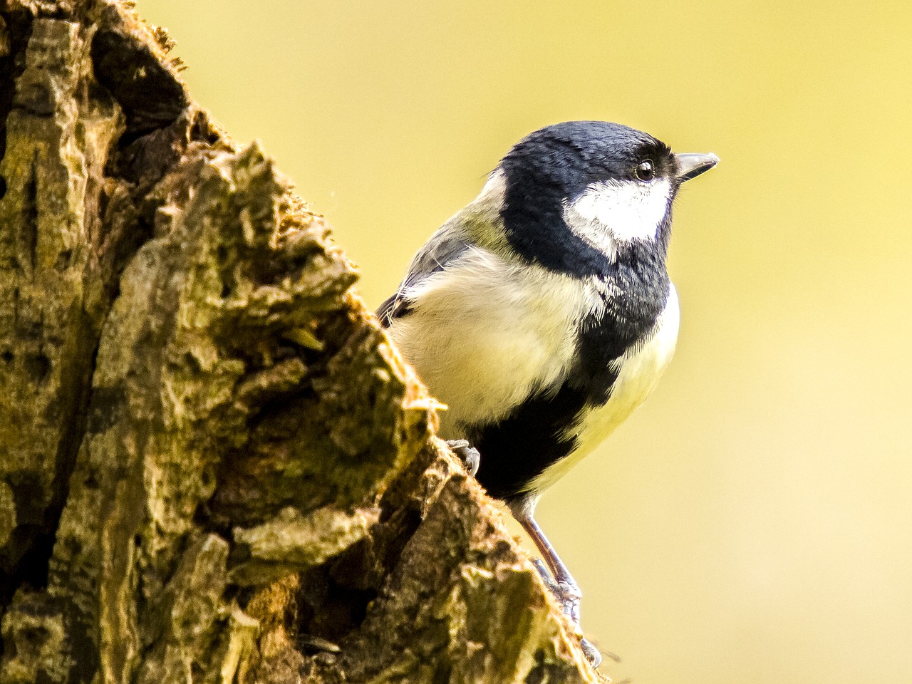 tit songbird garden bird free photo