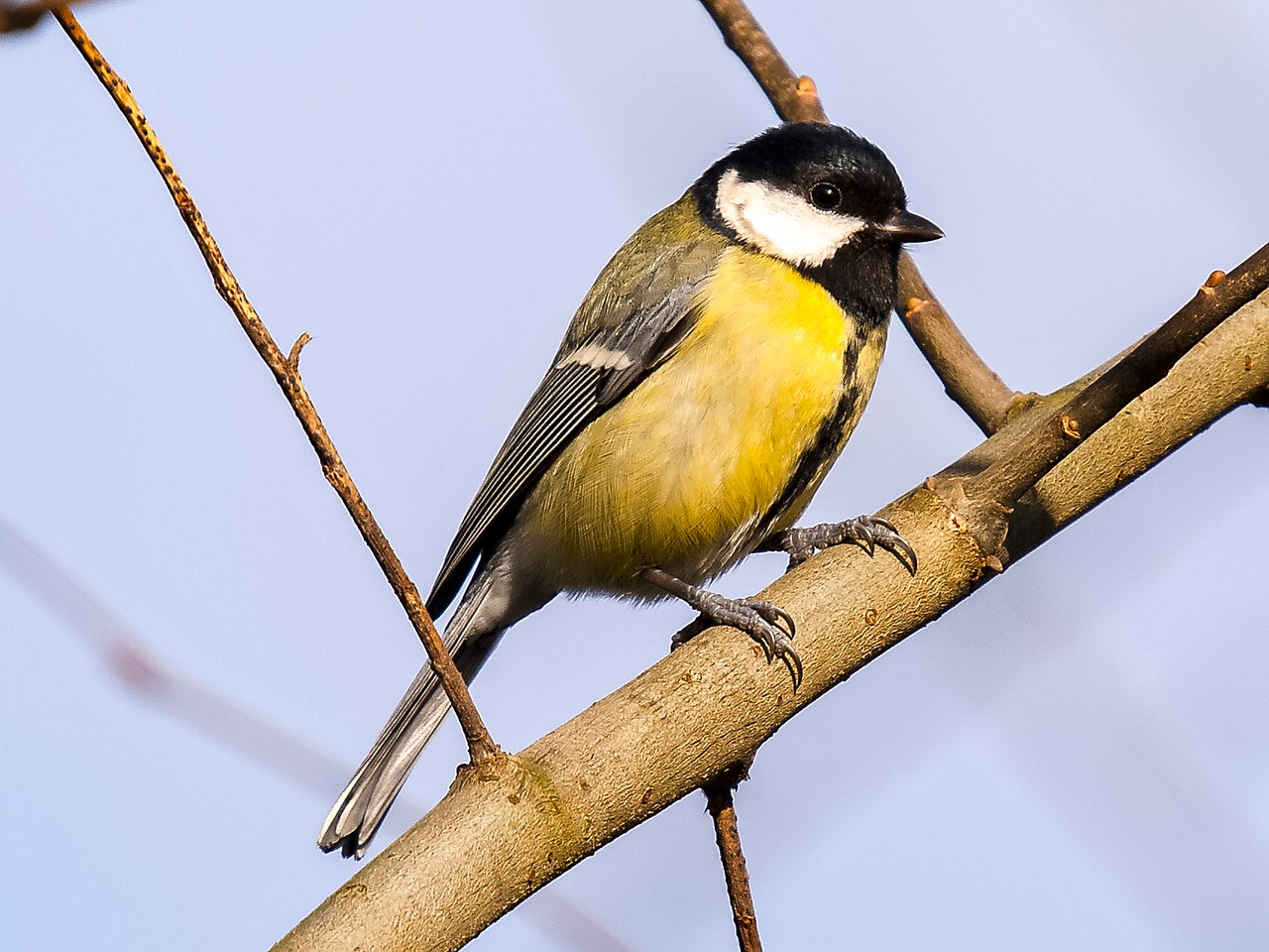 tit bird songbird free photo