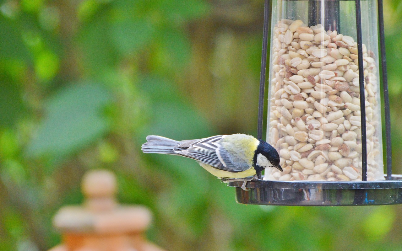 tit bird foraging free photo