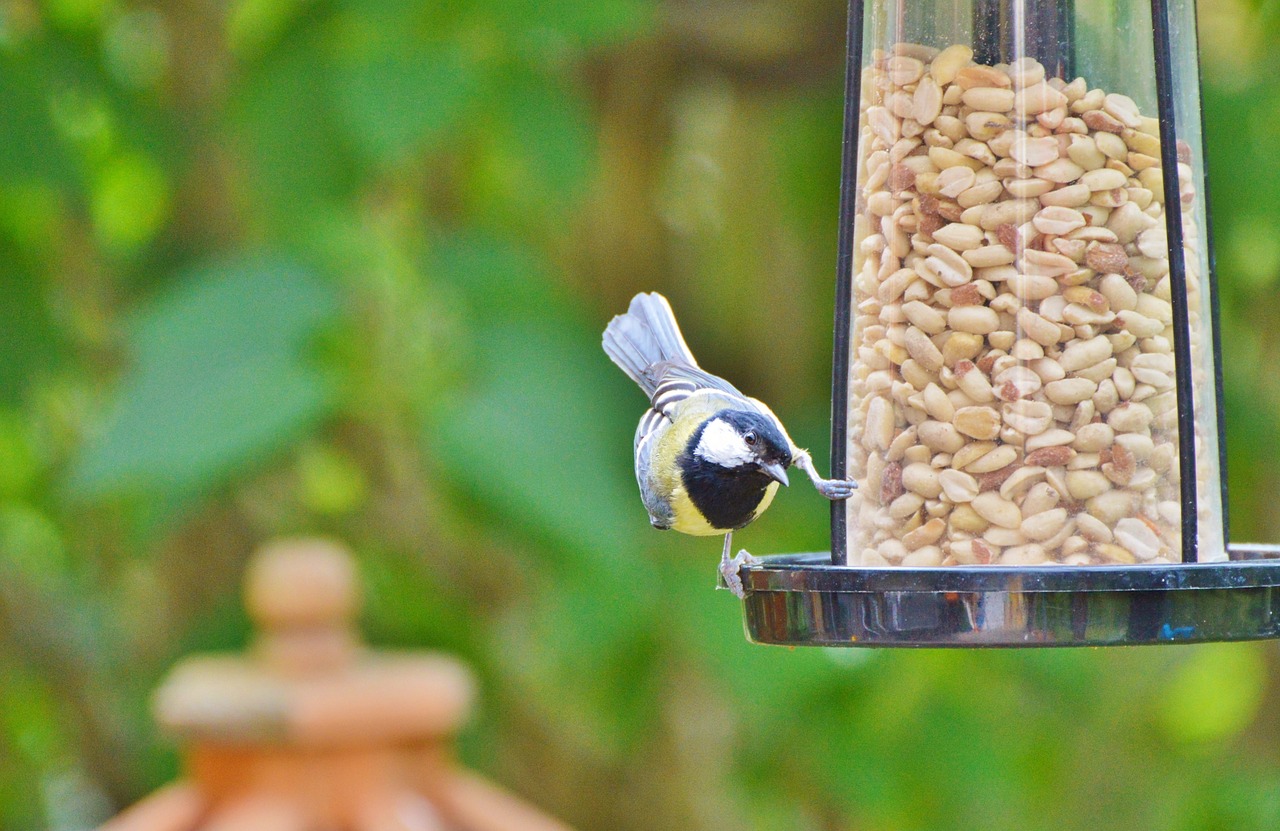 tit bird foraging free photo