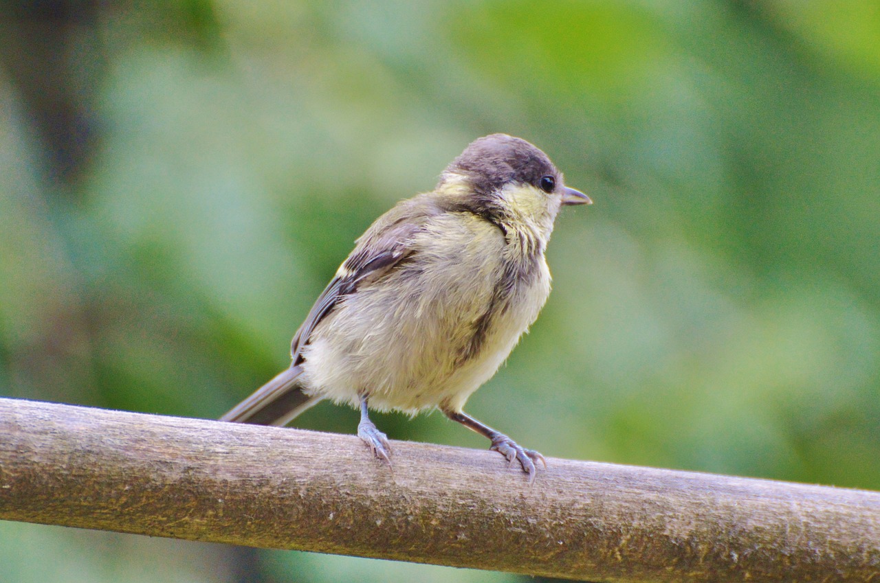 tit bird songbird free photo