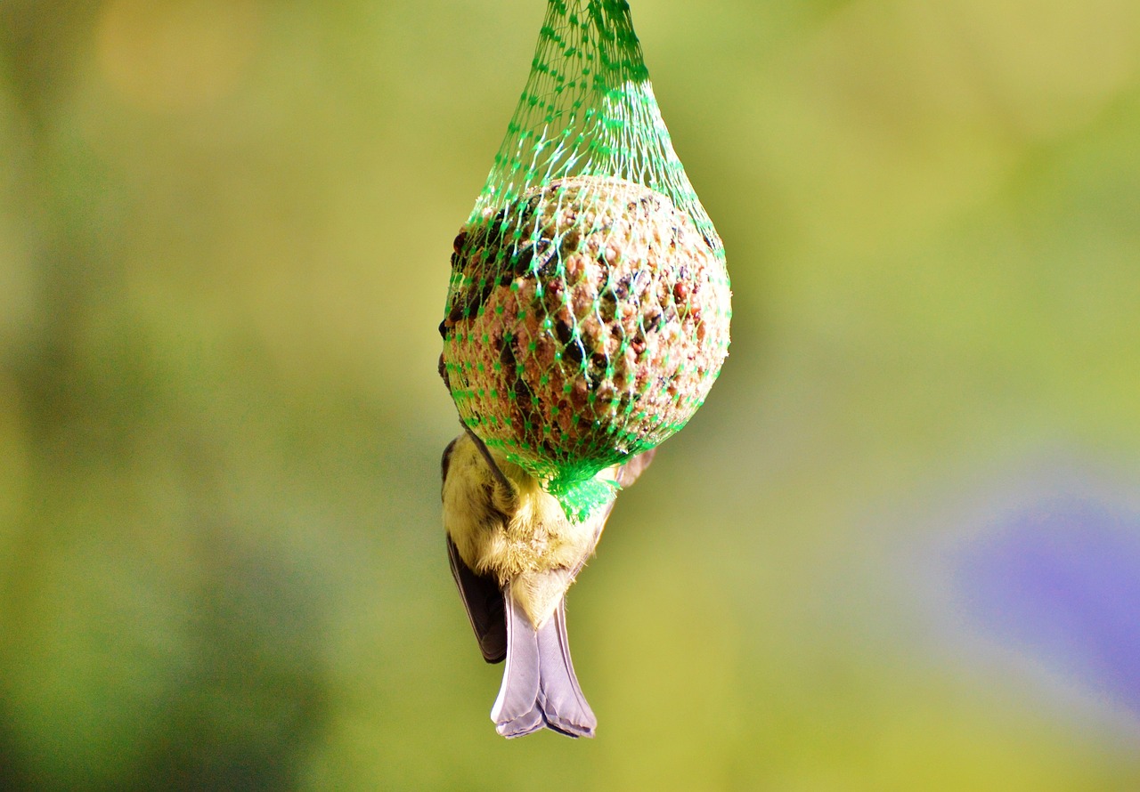 tit tits cock bird free photo