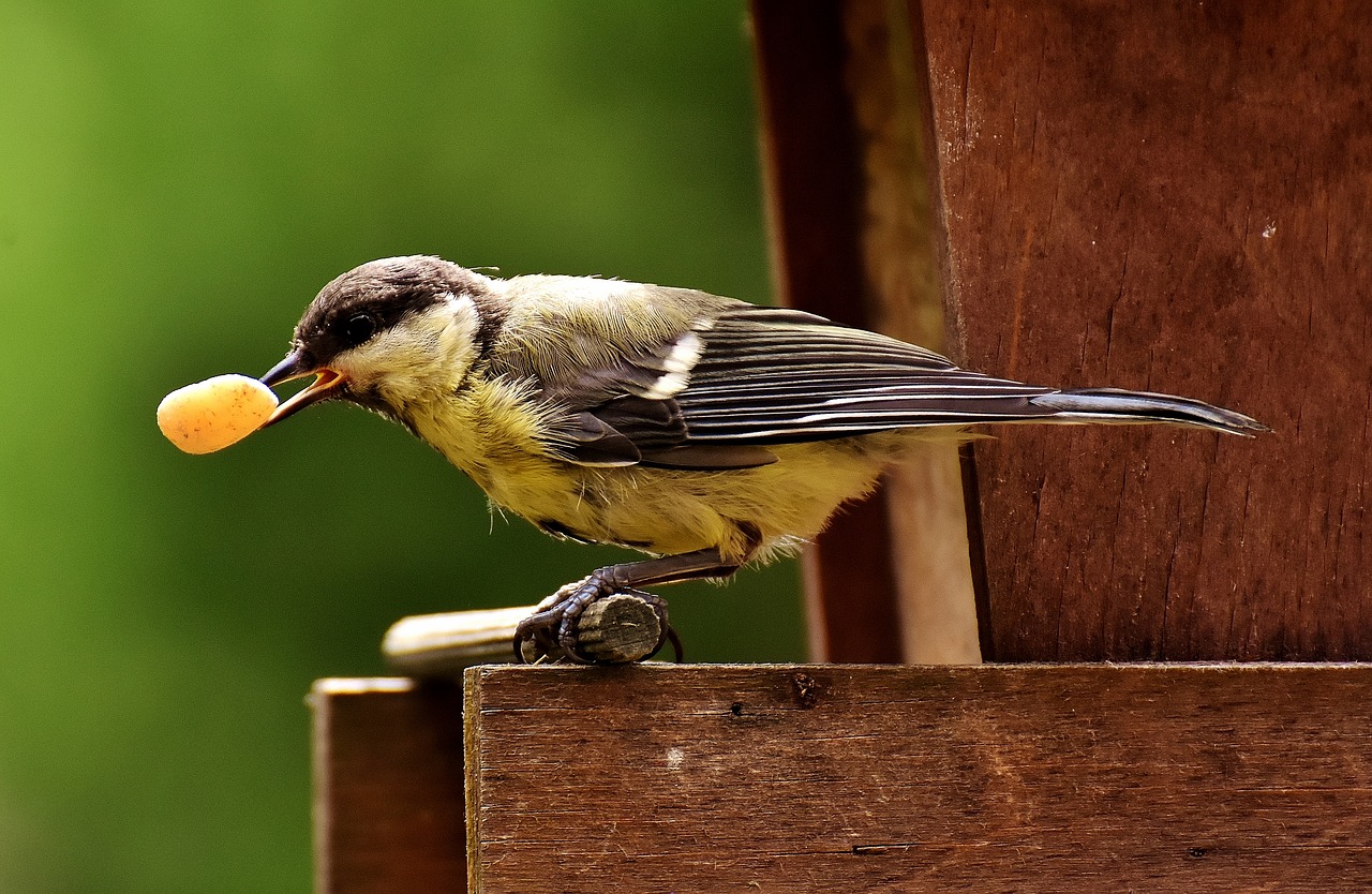 tit food peanuts free photo