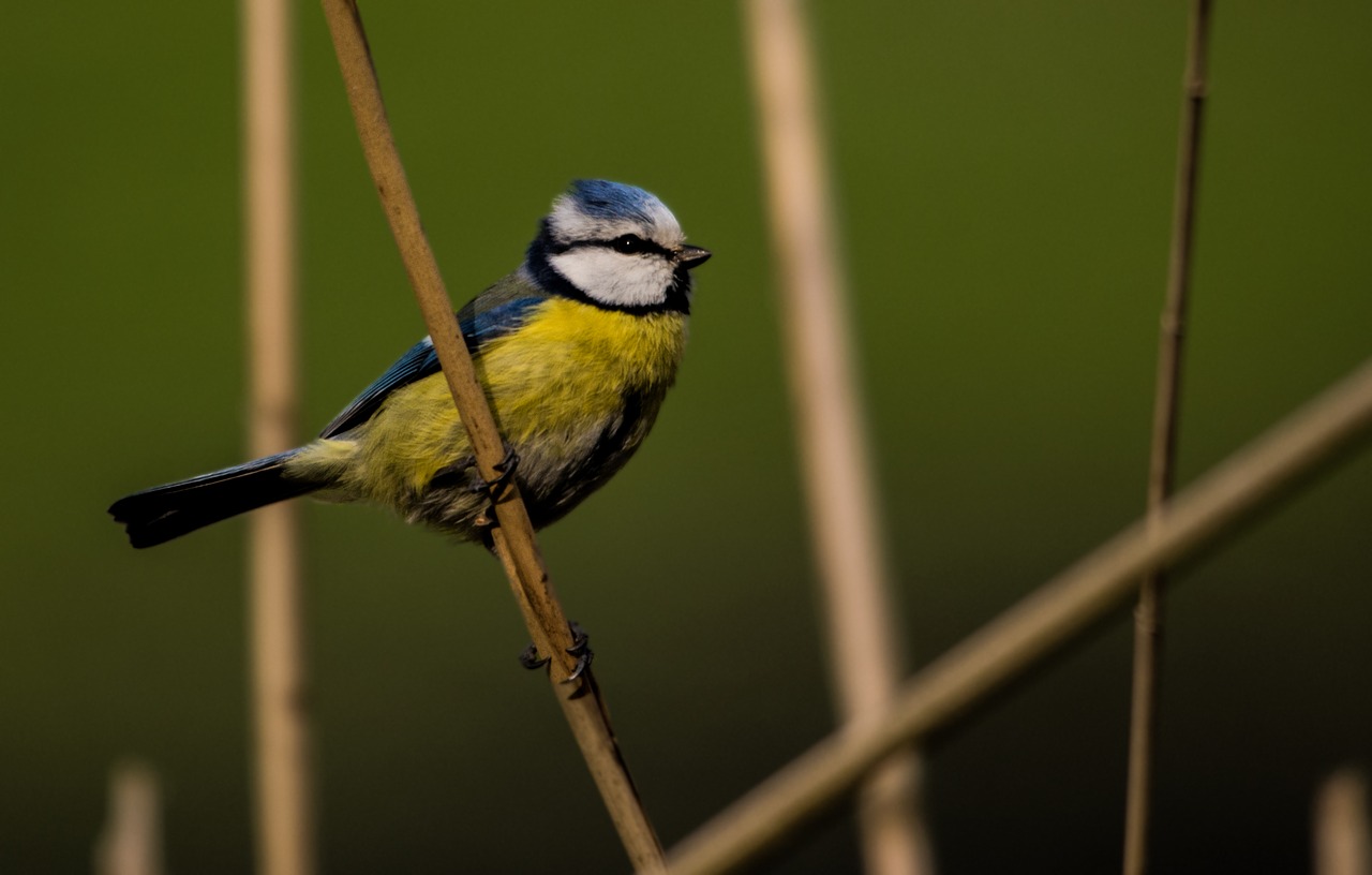 tit reed nature free photo