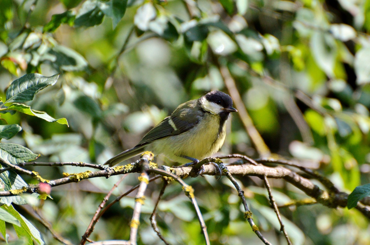 tit bird songbird free photo