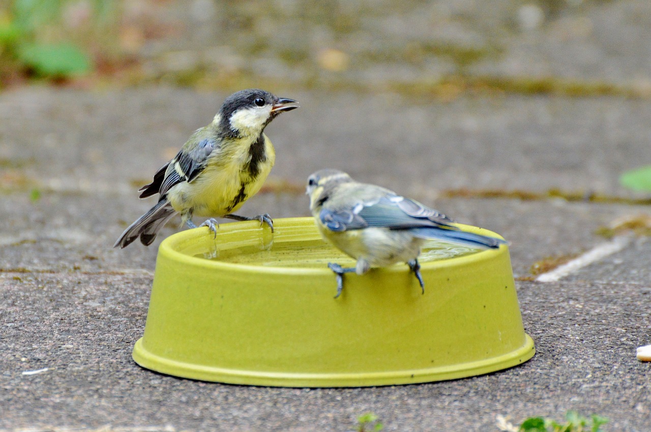 tit blue tit little bird free photo