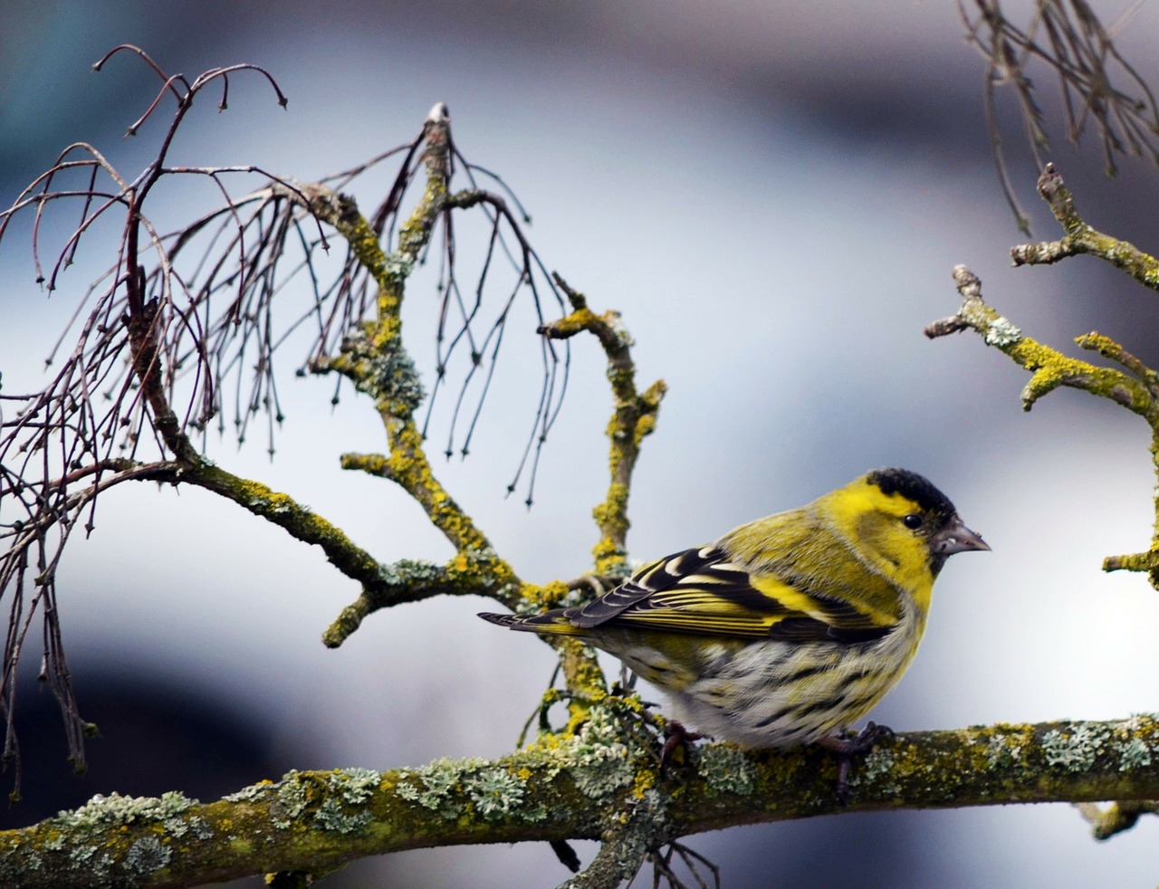 tit bird nature free photo