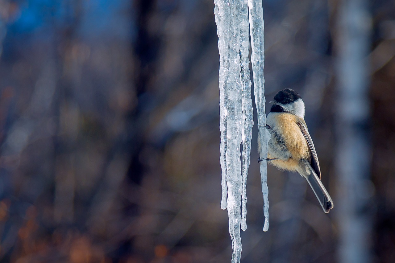 tit ice winter free photo