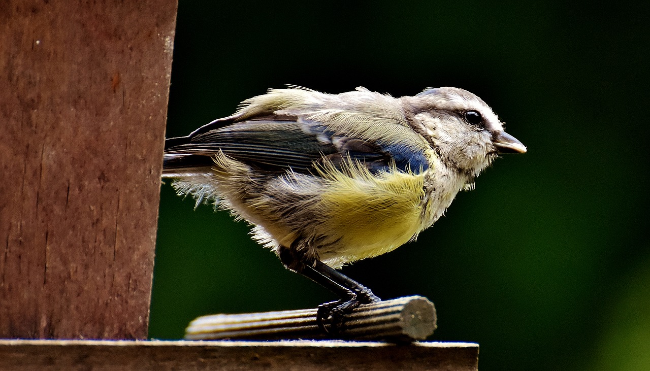 tit food peanuts free photo