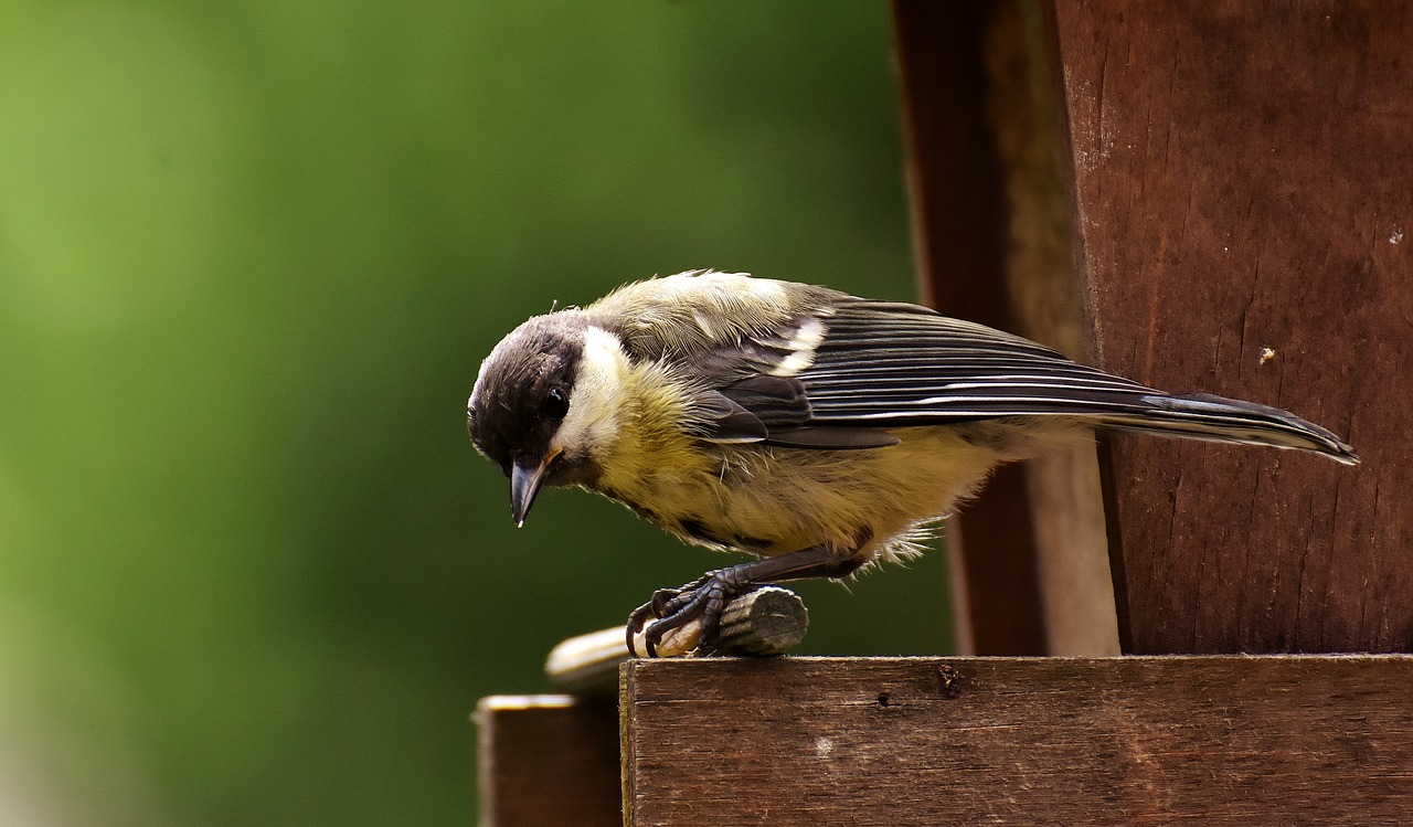 tit food peanuts free photo