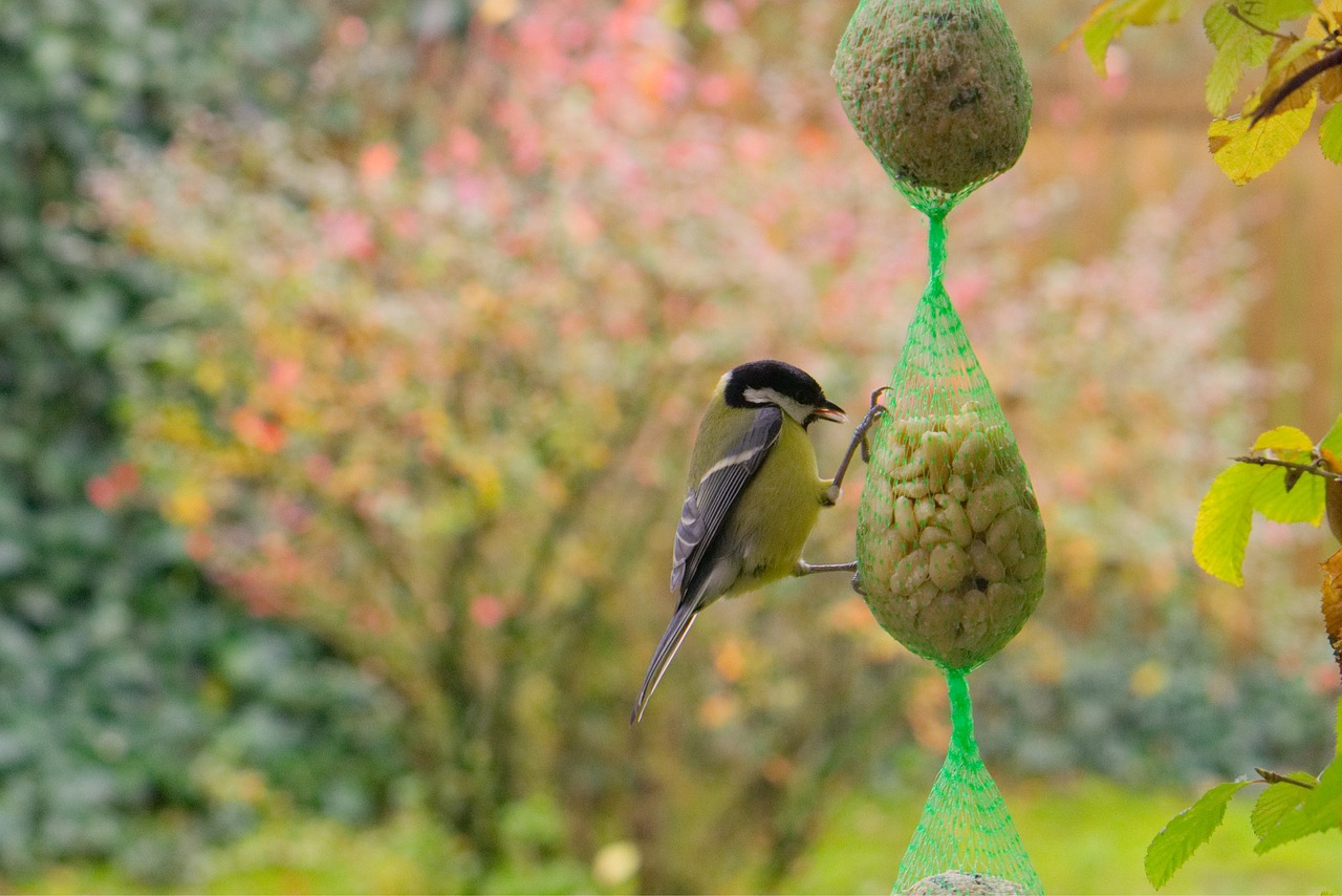 tit bird feed free photo