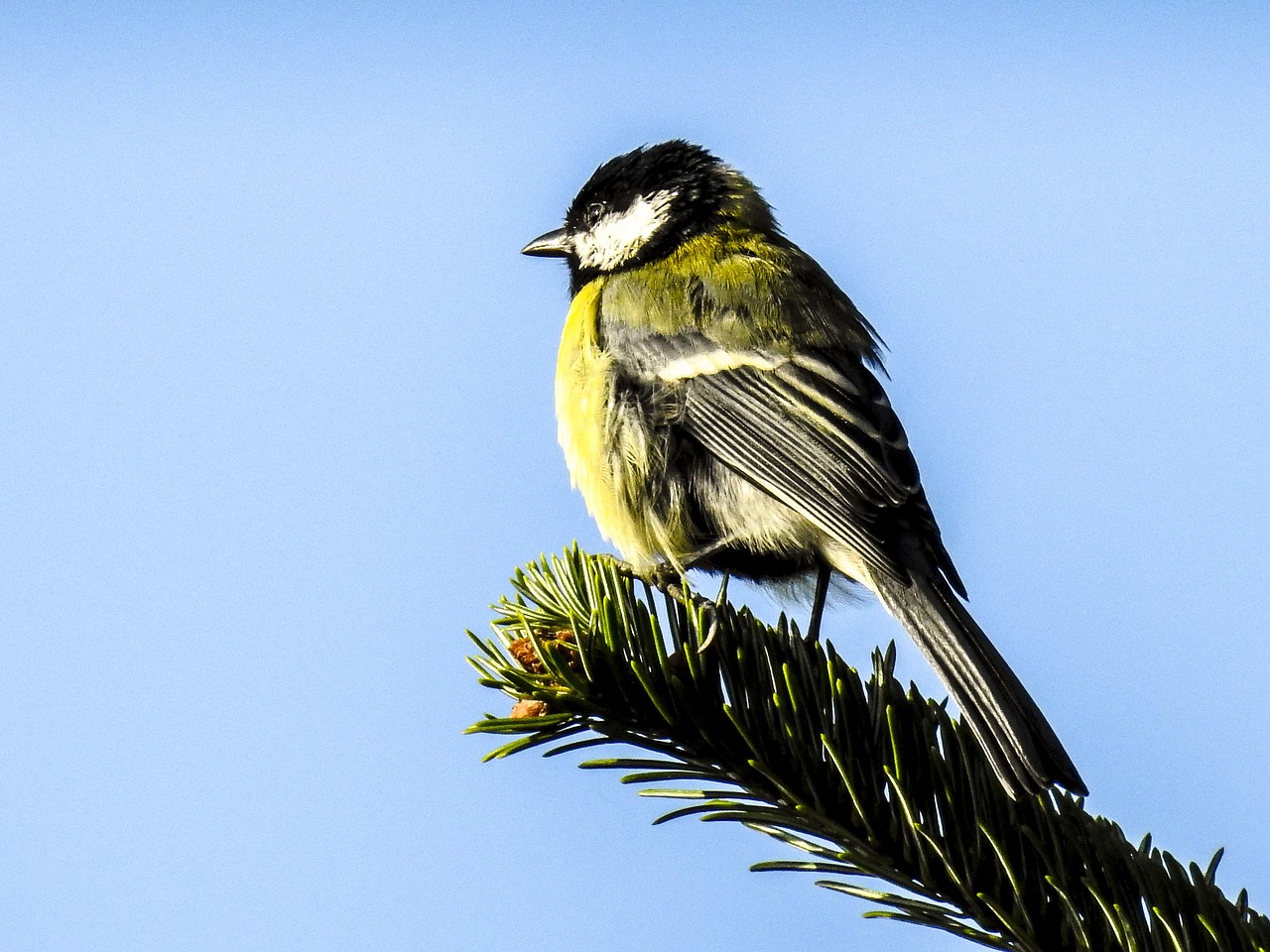 tit bird songbird free photo