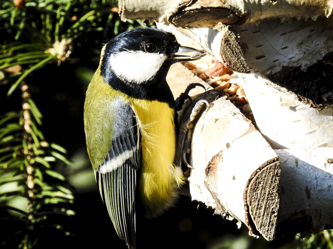 tit bird songbird free photo