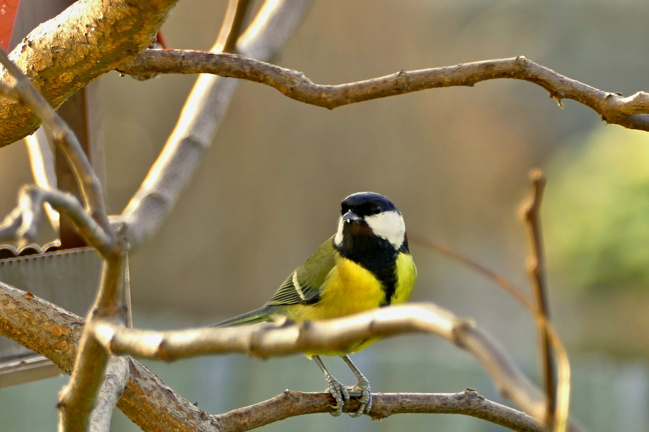 tit spevavý little bird free photo