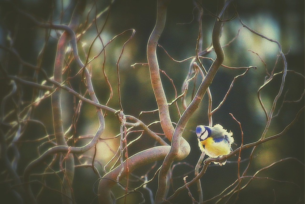 tit bird blue tit free photo