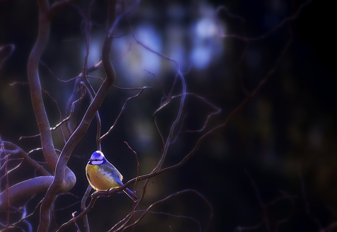 tit blue tit cold free photo