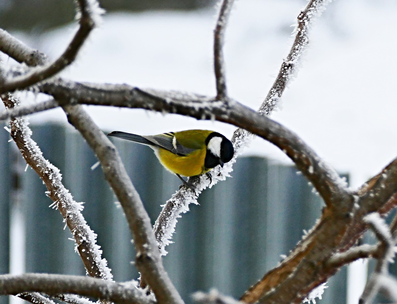 tit little bird spevavý free photo