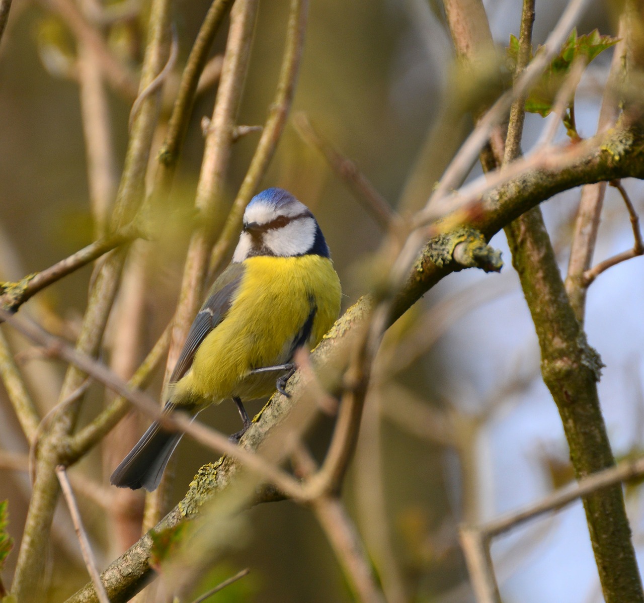 tit bird nature free photo