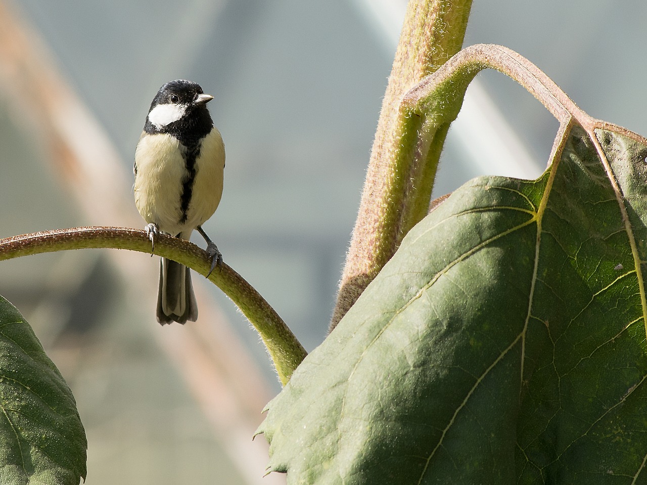 tit nature bird free photo