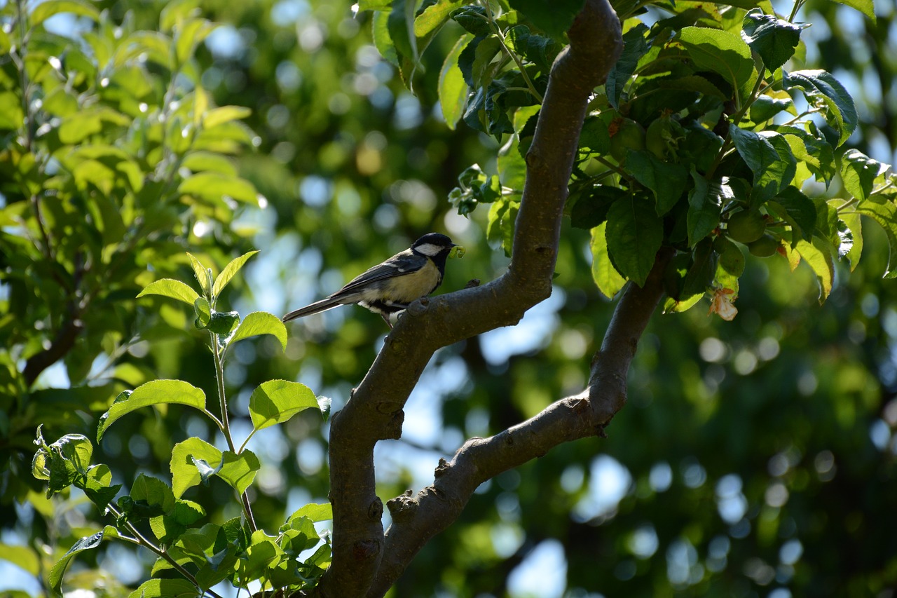 tit  green  bird free photo