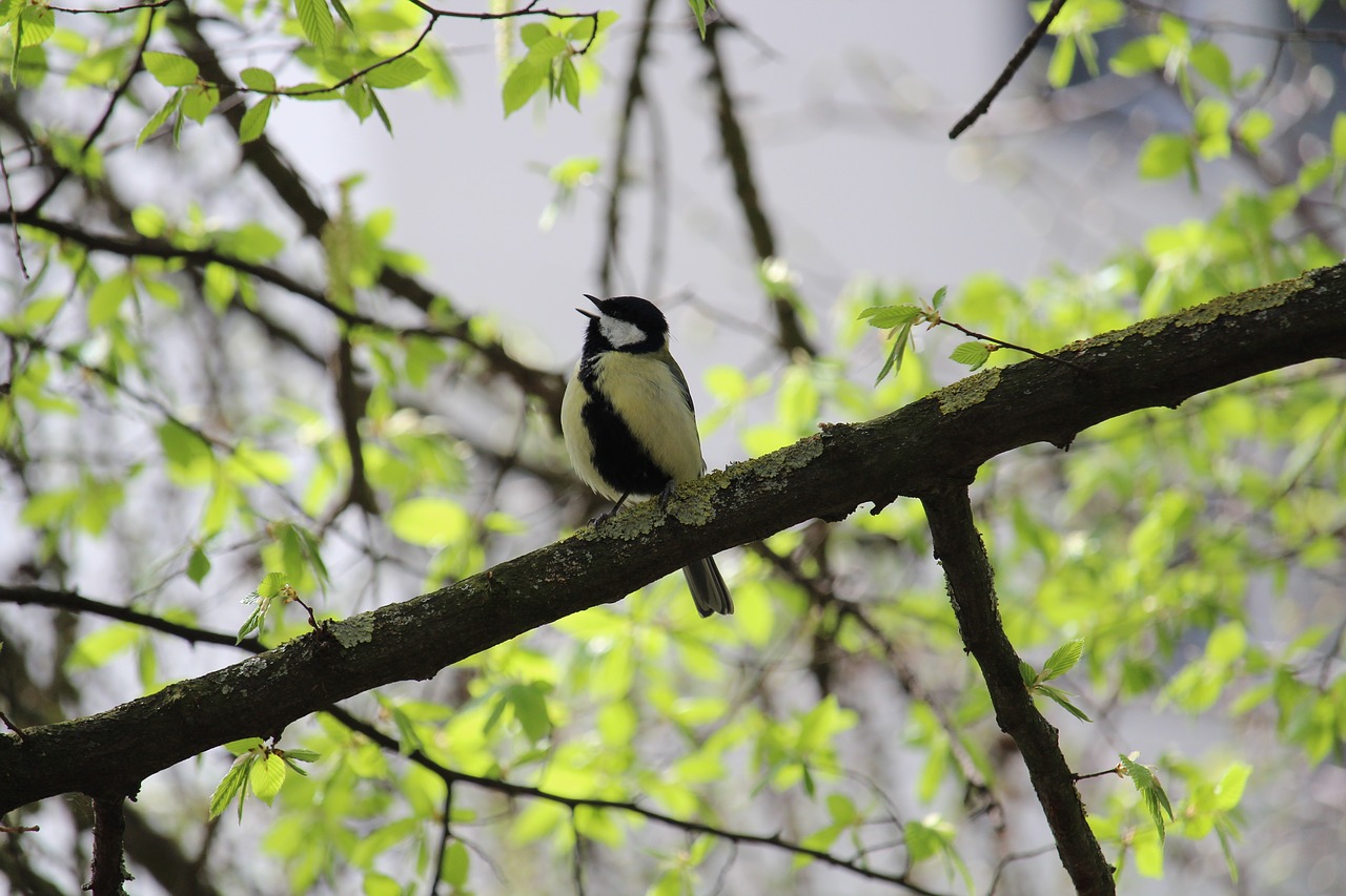 tit  bird  cute free photo