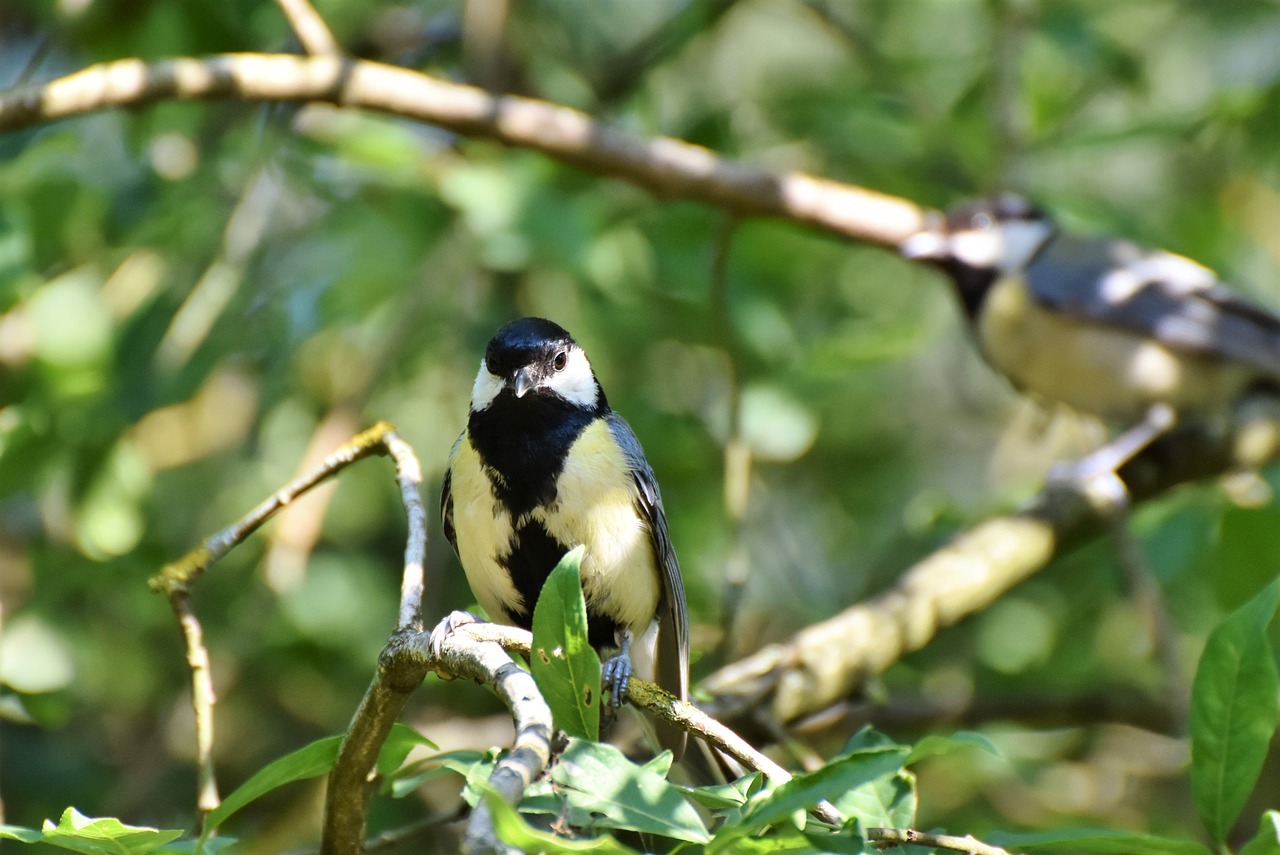 tit  songbird  bird free photo