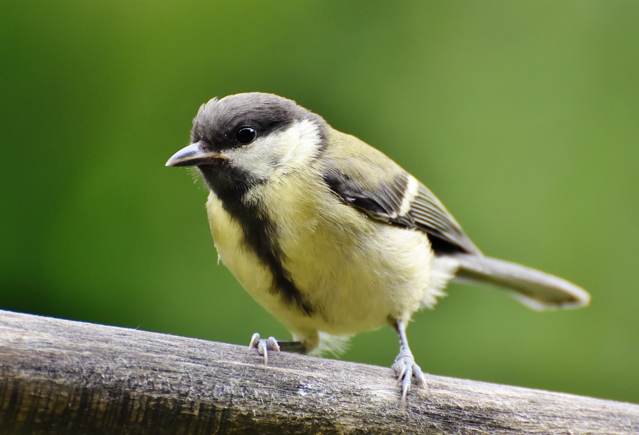 tit  songbird  small bird free photo