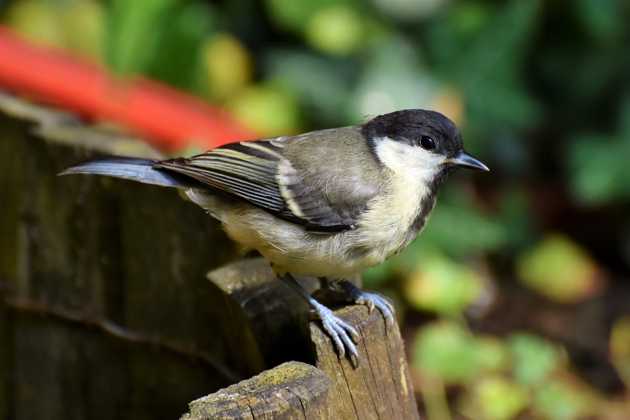 tit  songbird  small bird free photo