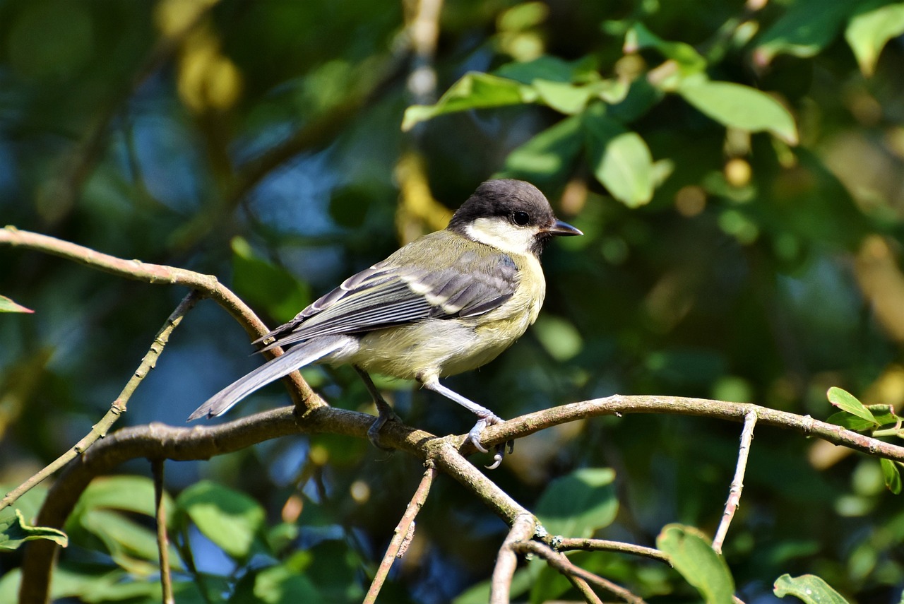 tit  songbird  small bird free photo