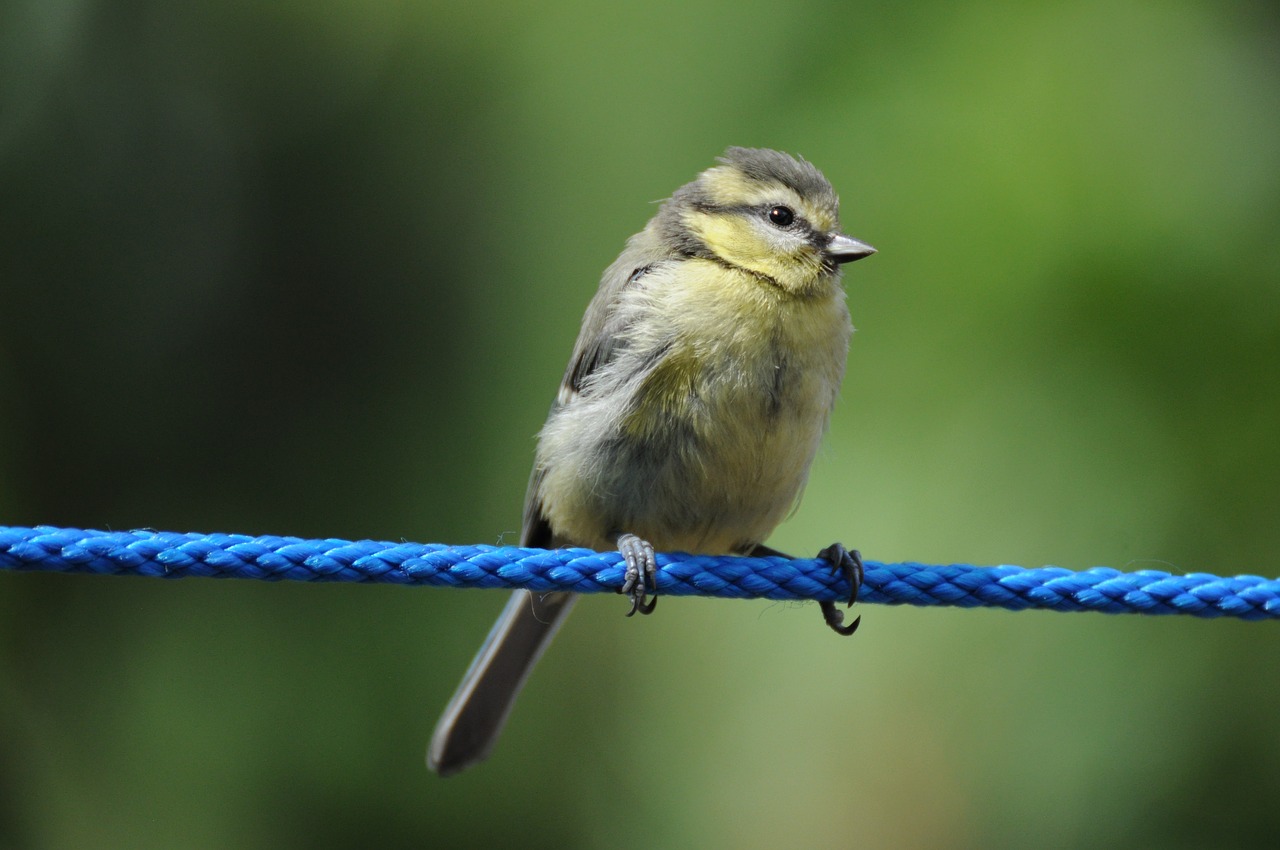 tit  bird  songbird free photo