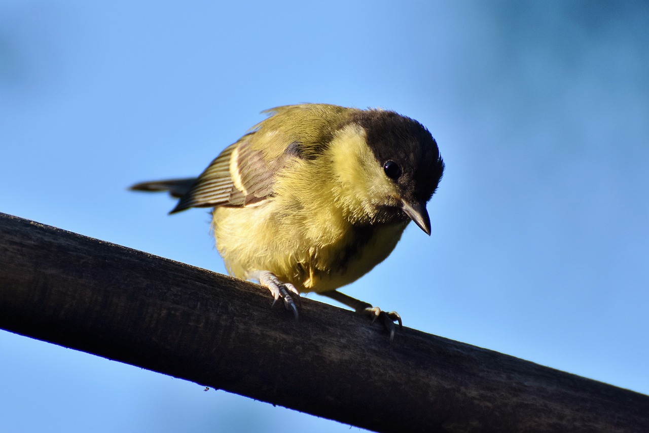 tit  songbird  small bird free photo