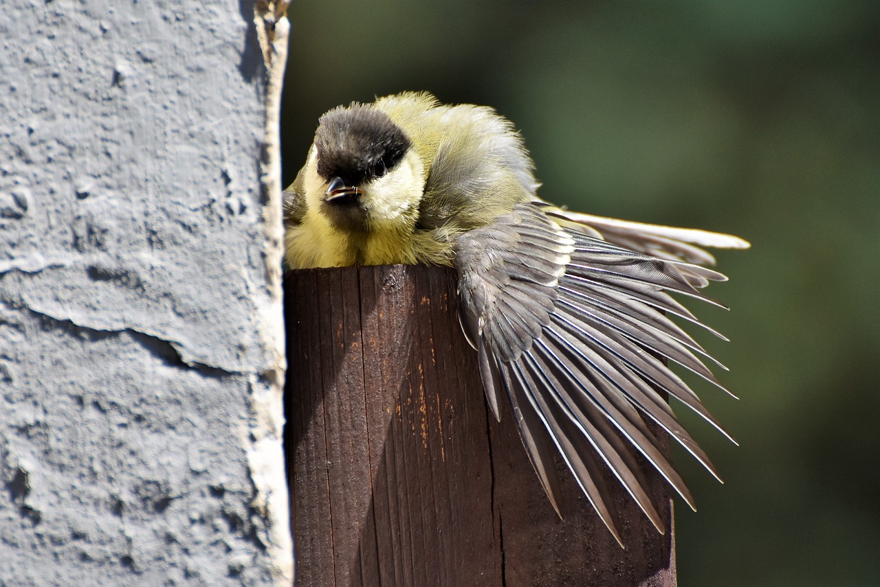 tit  songbird  small bird free photo