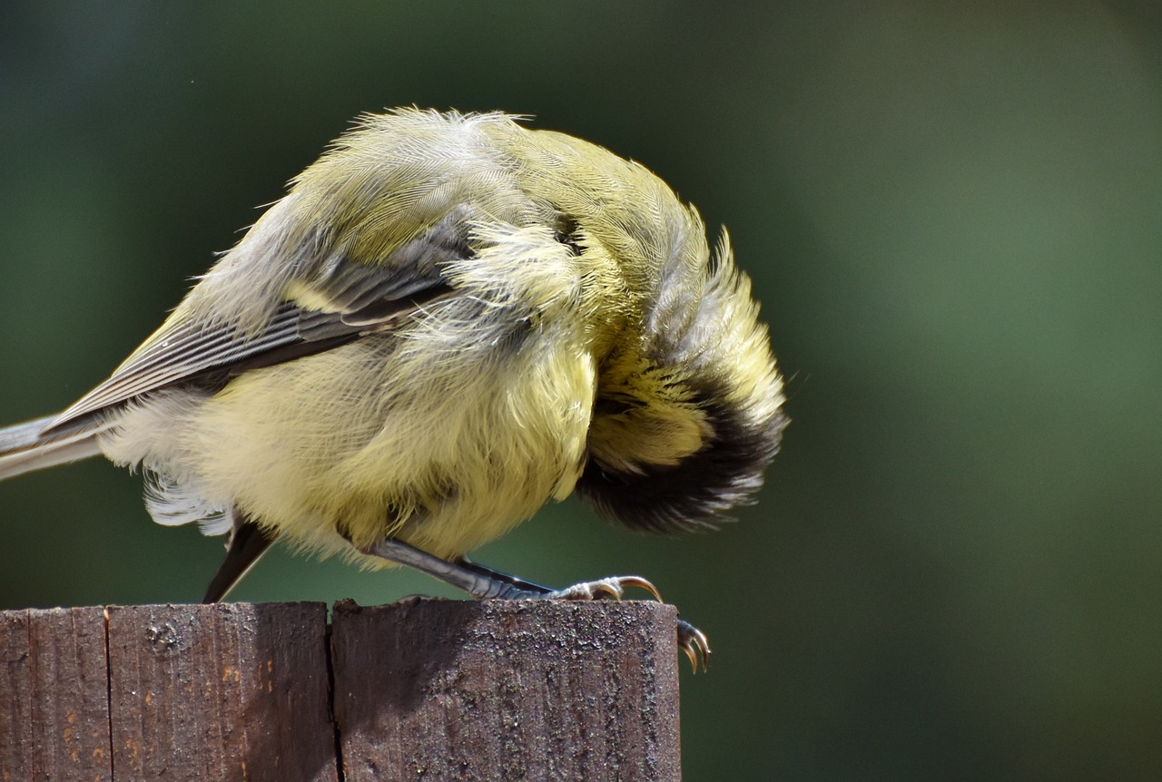 tit  songbird  small bird free photo