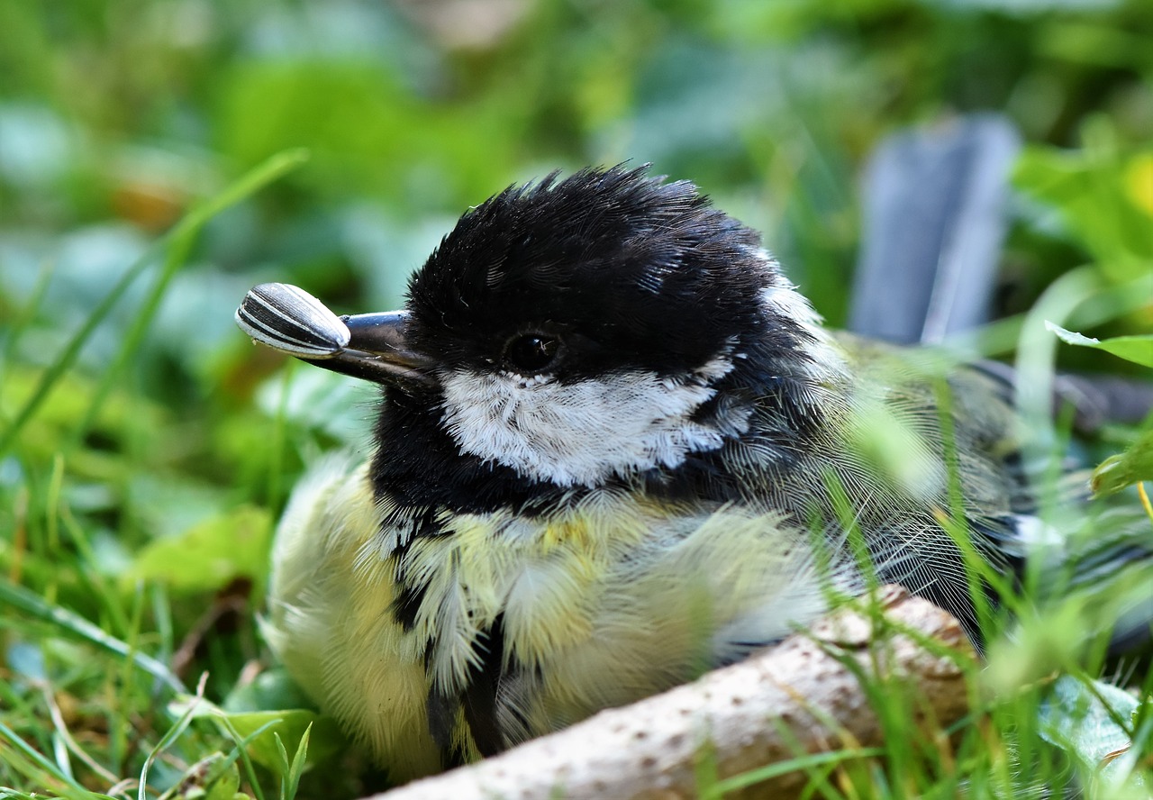 tit  songbird  small bird free photo