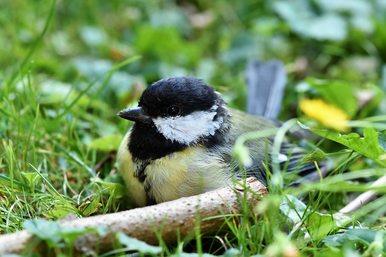 tit  songbird  small bird free photo