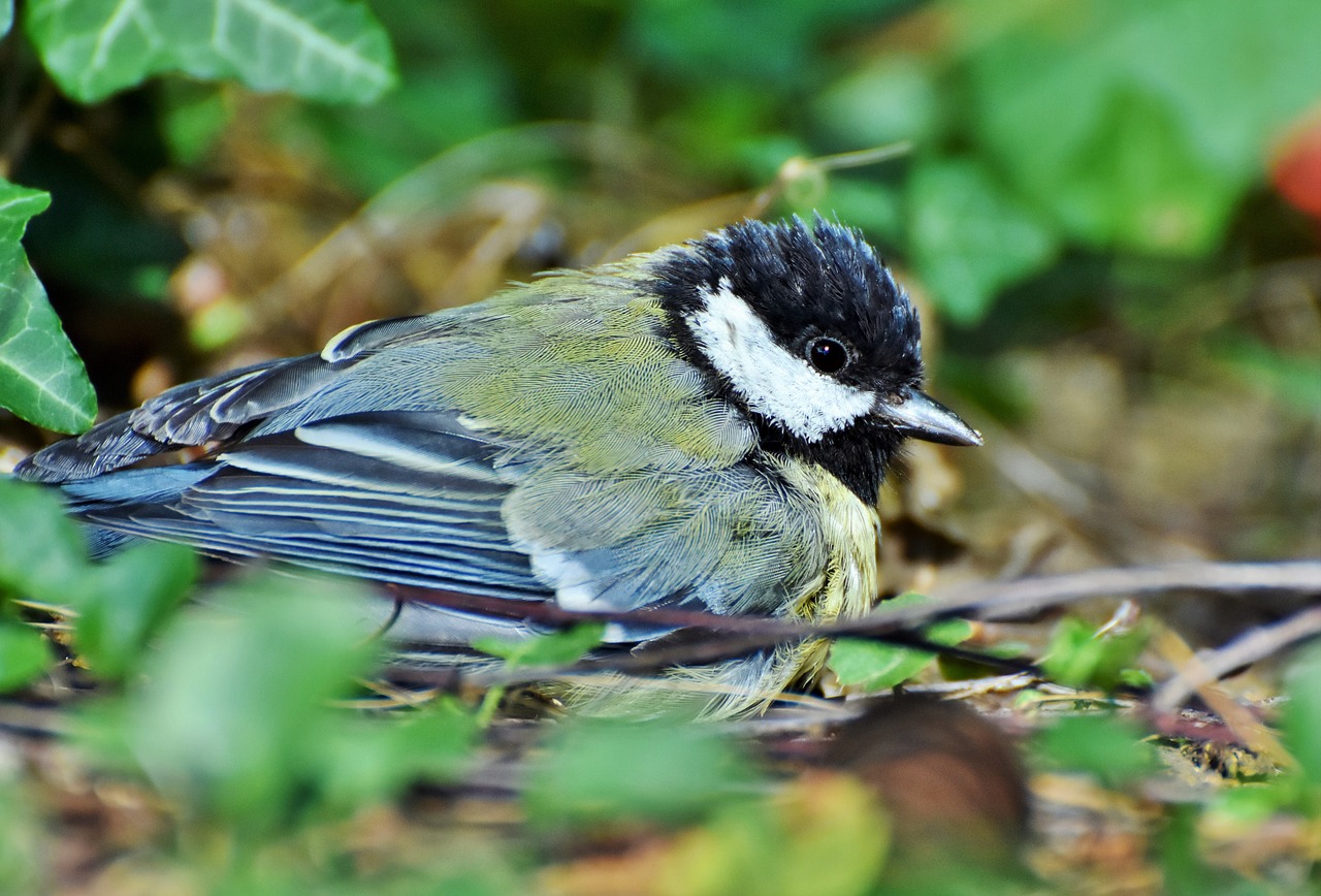 tit  songbird  small bird free photo