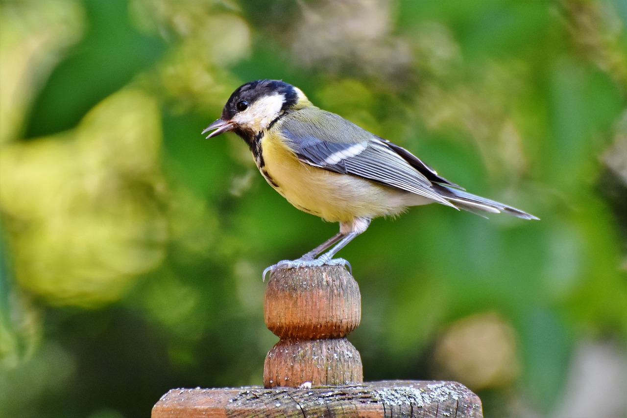 tit  songbird  small bird free photo