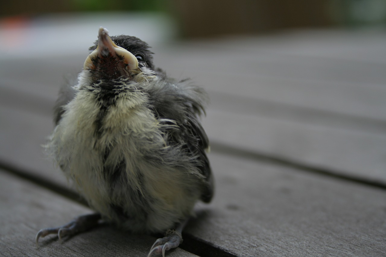 tit  baby  young bird free photo