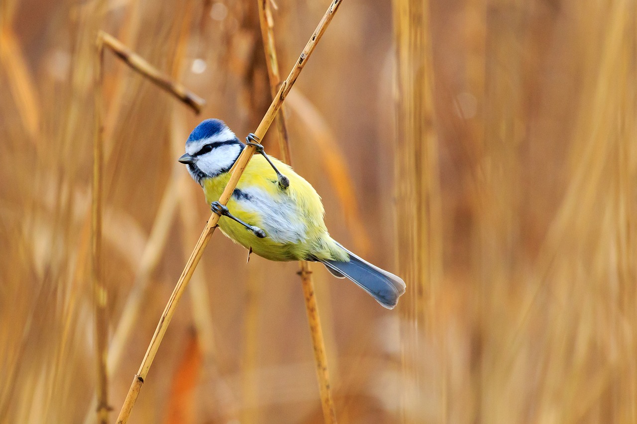 tit  blue tit  bird free photo