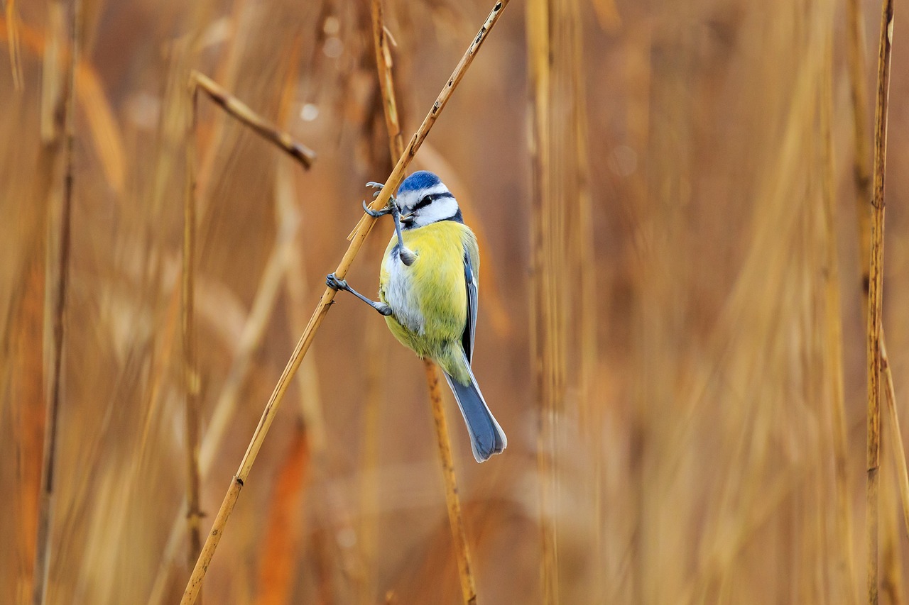 tit  blue tit  bird free photo