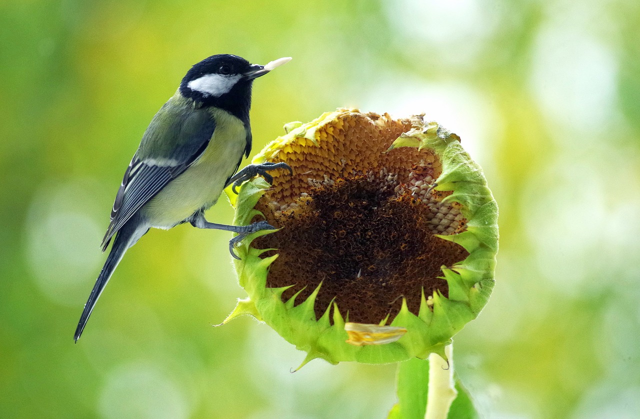 tit  food  bird free photo