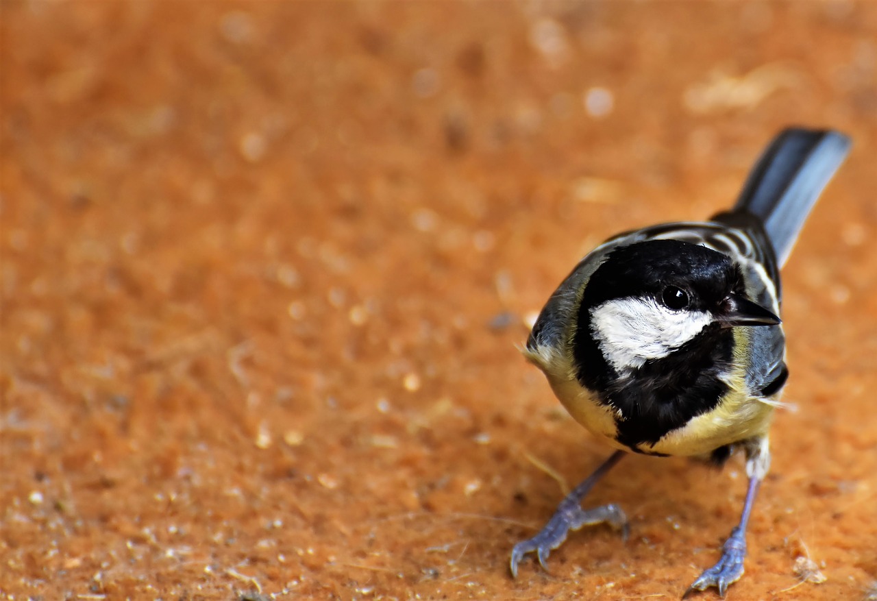 tit  songbird  bird free photo