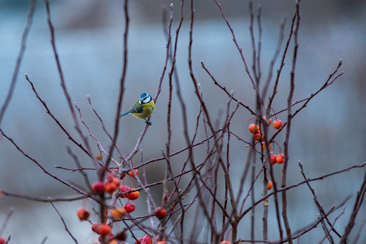 tit  bird  branches free photo